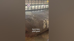مومیایی کردن مصری کوسه سفید شک...