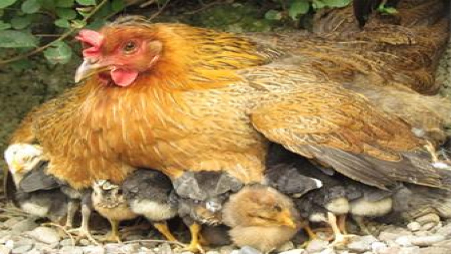 مرغ مادر جوجه های بچه اش را بر...