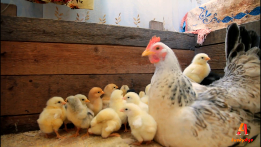 جوجه های حیاط خلوت  مرغ و جوجه...