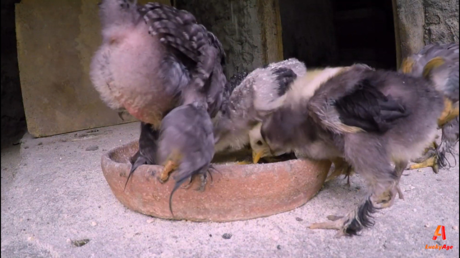 فیلم جوجه ها زینتی : ویدیوی جو...