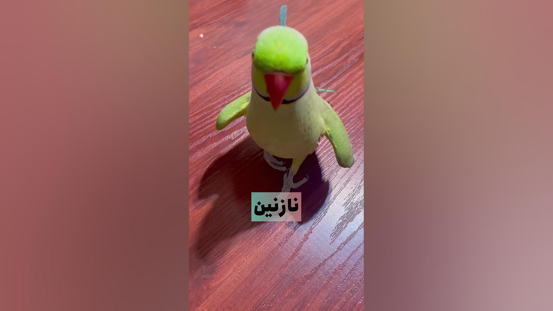 سخنگوترین طوطی ایران