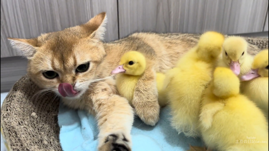 اردک مادر جوجه اردک را برد تا...