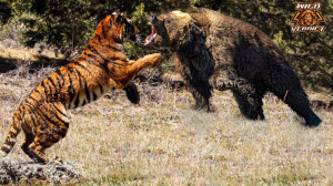 ببر سیبری در مقابل خرس گریزلی...