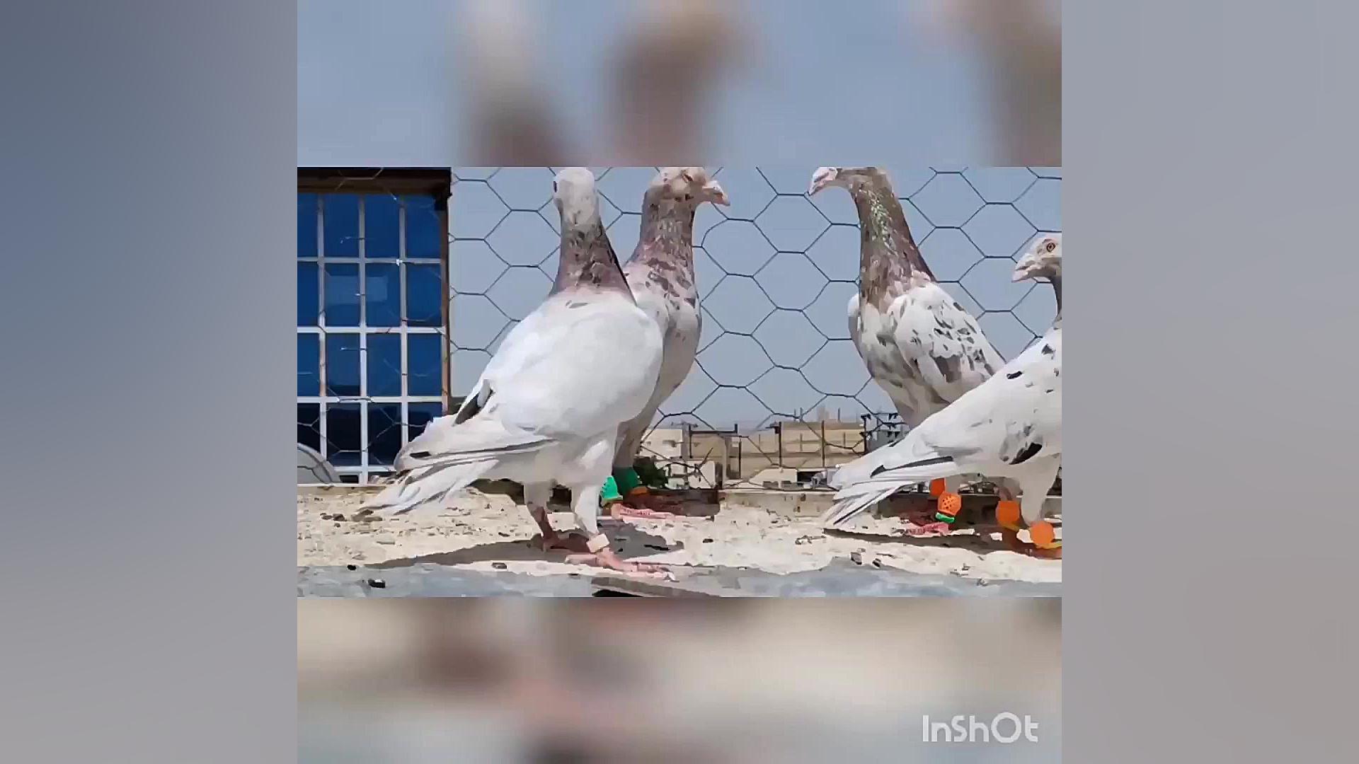 کبوتر هفرنگ سورور