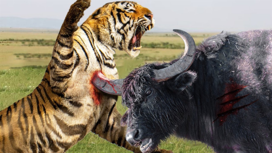 مبارزه شدید بین بوفالو و ببر...
