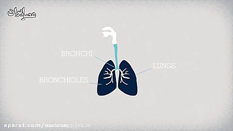 تنفس و عملکرد ریه ها