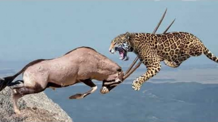 حیات وحش  شکار دیدنی شاخ شمشیر...