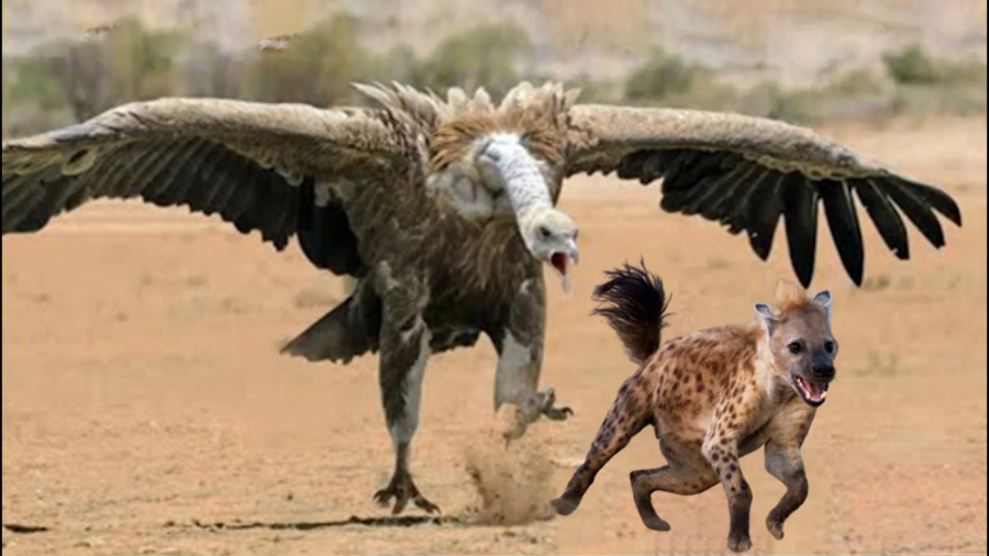 مستند حیات حیوانات وحشی  نبرد...