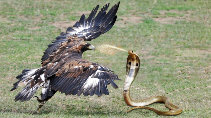 مستند حیات وحش | شاه کبرا در م...