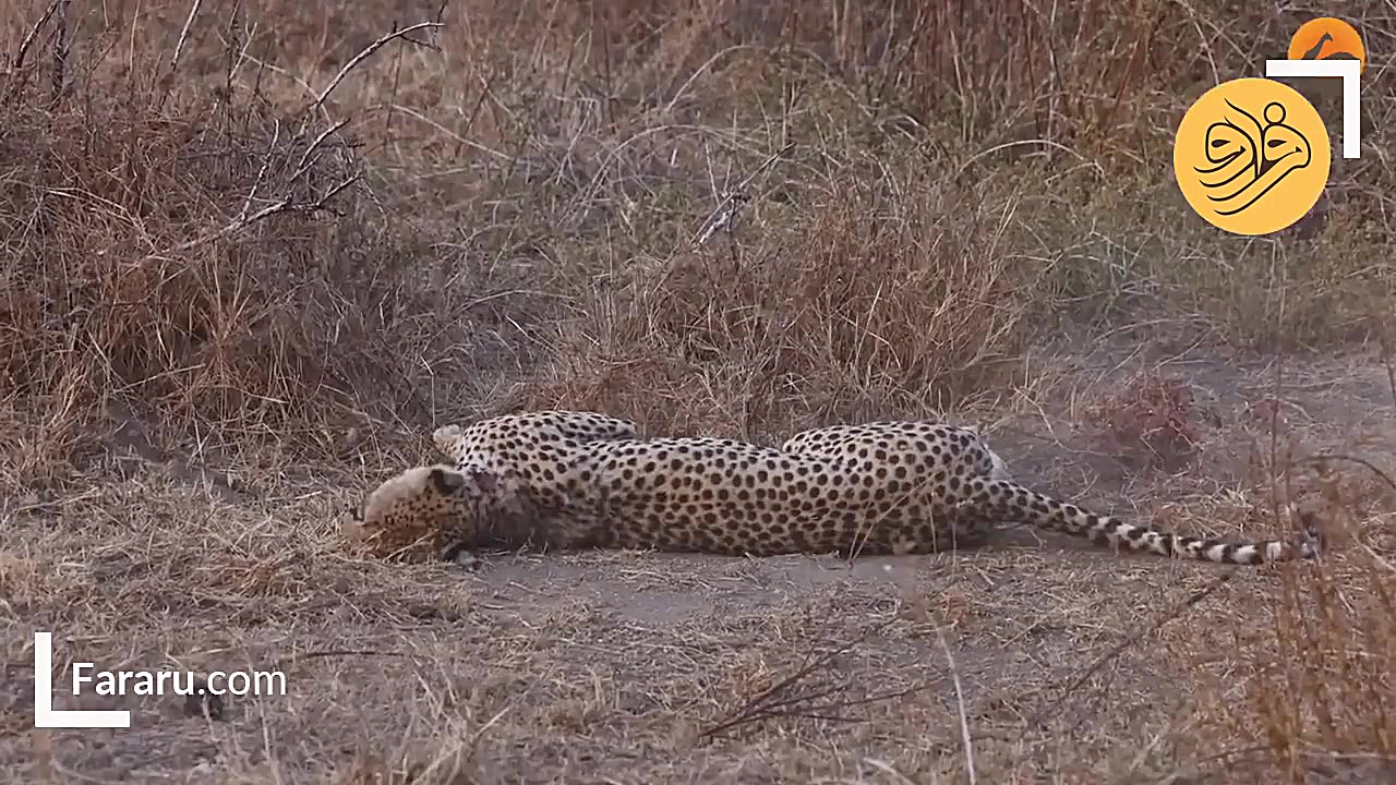 شکار نادر یوزپلنگ توسط پلنگ نر...