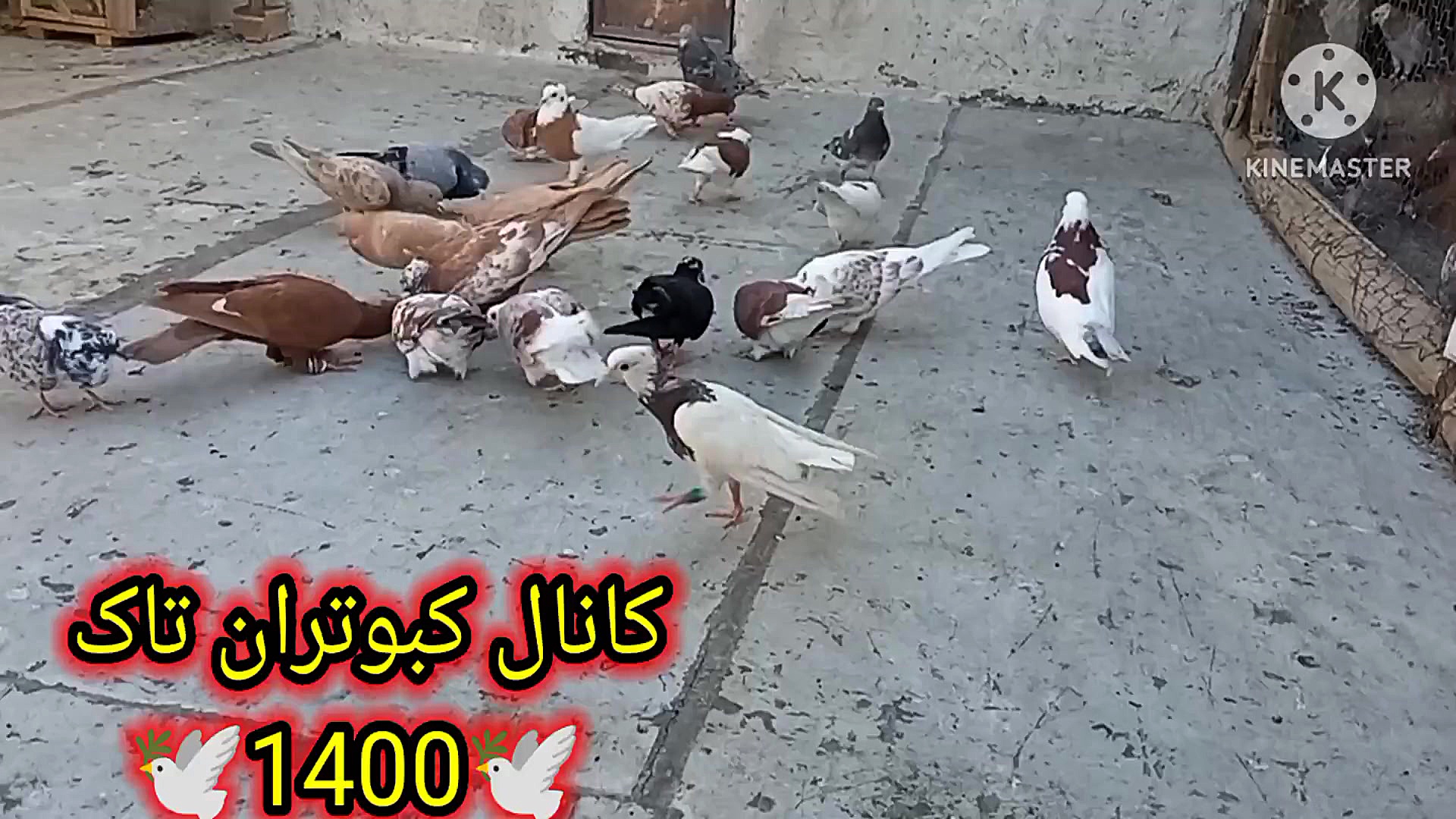 نکاتی در مورد تمرین دادن وجلد...