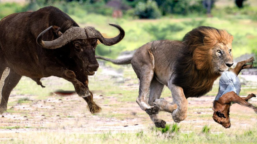 مستند حیات وحش | جنگ بوفالو با...