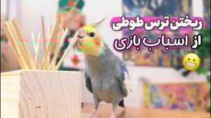 چطور کاری کنیم عروس هلندی از ا...