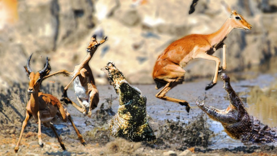 مستند جنگ حیوانات  مبارزه کروک...