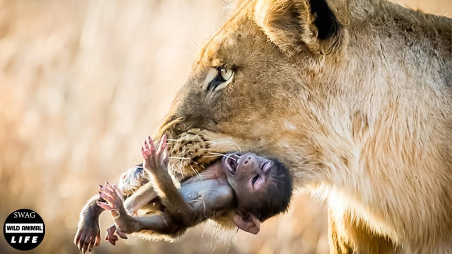 دنیای حیات وحش | راز بقا حیوان...