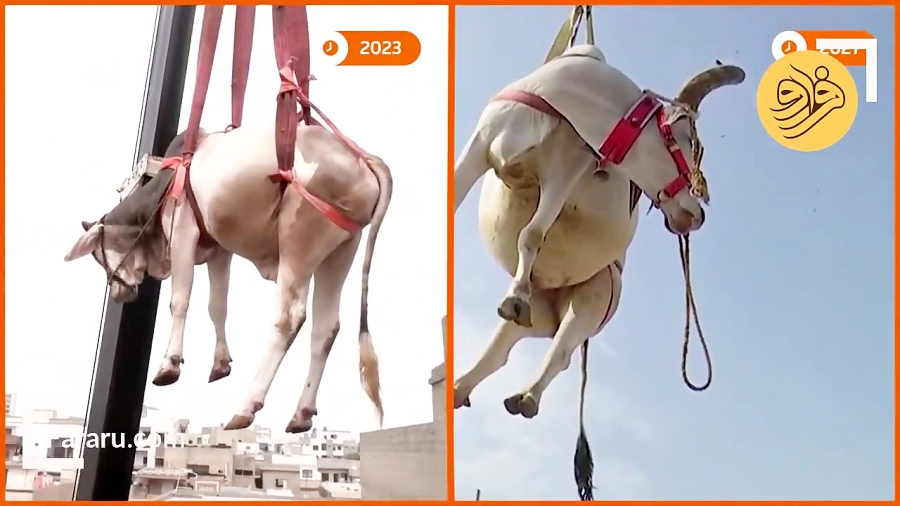 چرا گاوهای عید قربان در شهر کر...