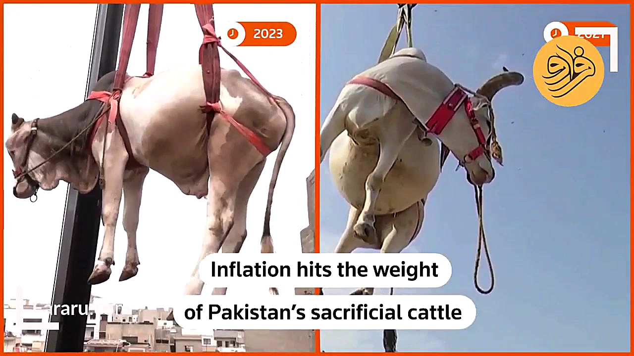 چرا گاوهای عید قربان در شهر کر...