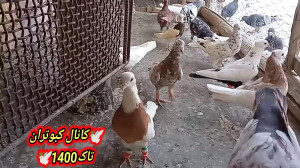 راهی برای جلوگیری از پخش شدن پ...