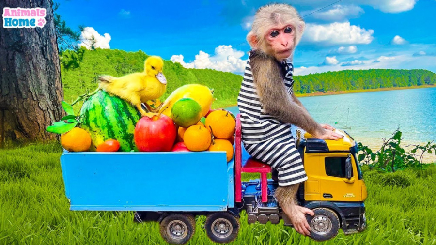 میمون کشاورز جوجه اردک را برای...