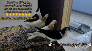 نتیجه استفاده از نمک برای چشم...