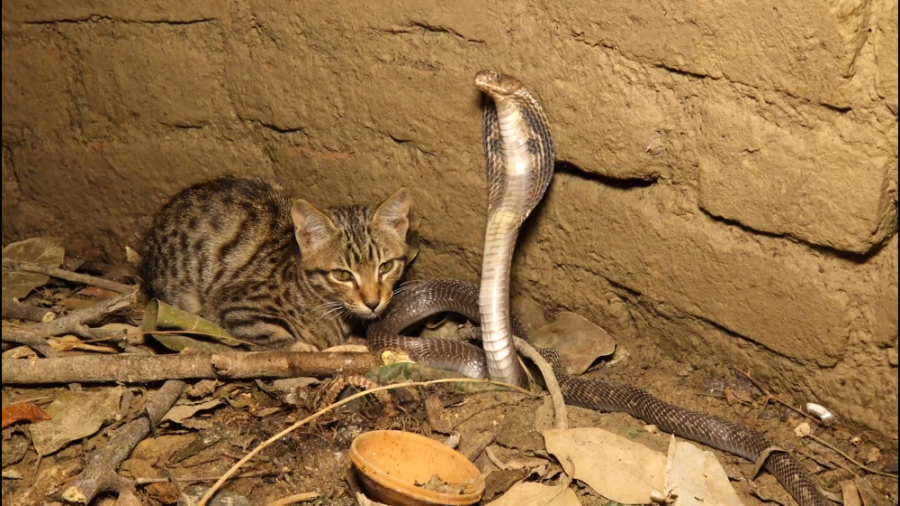 نجات بچه گربه گيج از چندین بار...