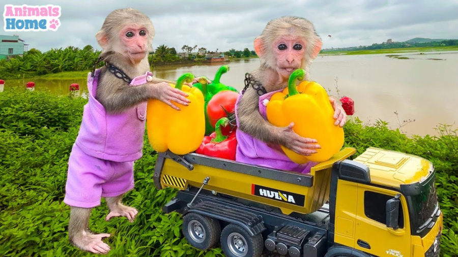 کلیپ حیوانات ، میمون کوچولو می...