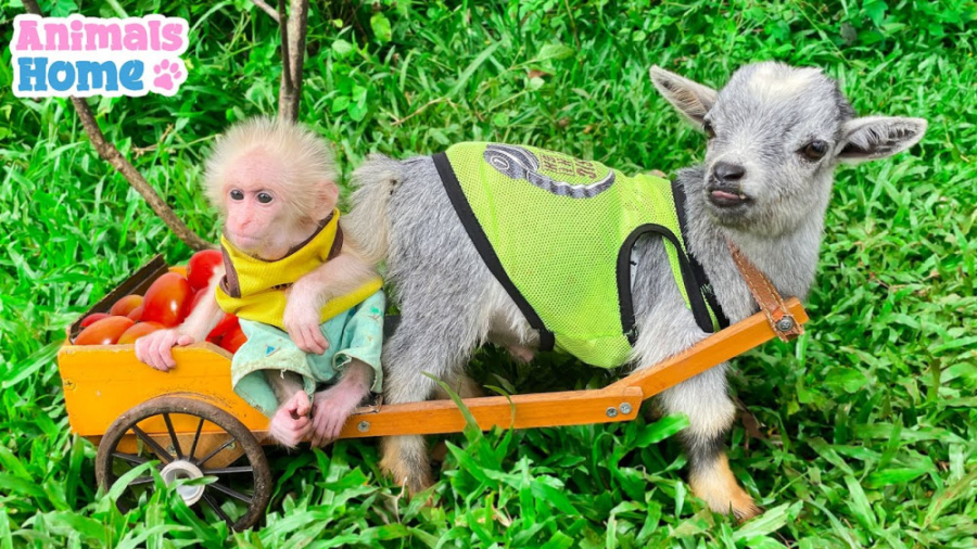 بچه میمون بازیگوش بز را برای ب...