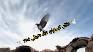 دلیل کم یا نپریدن کبوتران پرشی