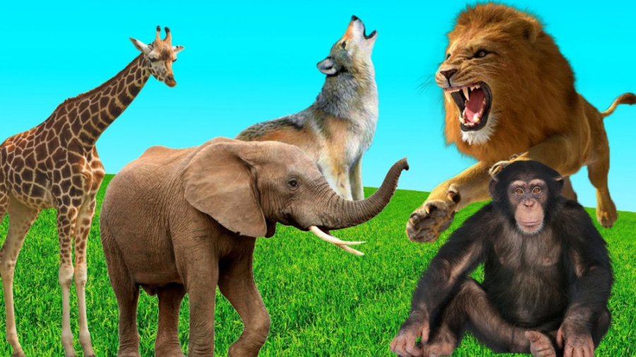 حیوانات وحشی ناز در طبیعت ببر،...