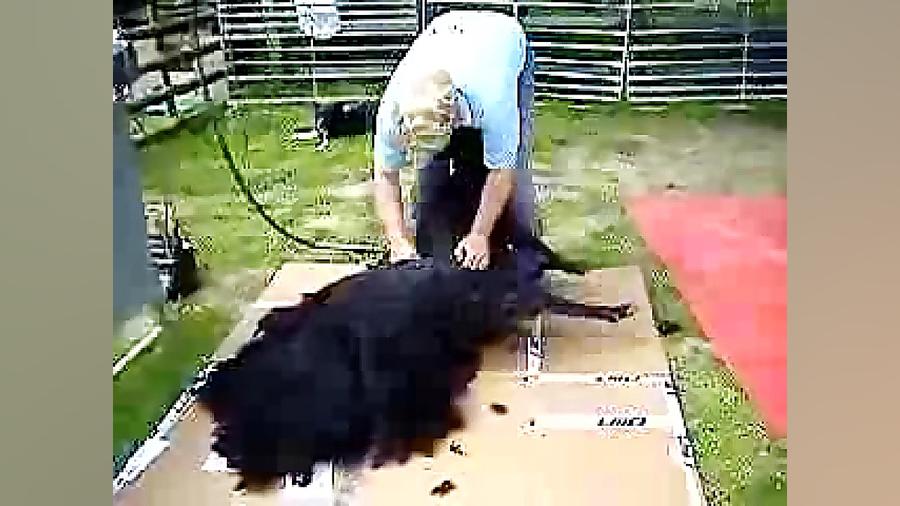 پشم چینی ماشینی گوسفند بدون بس...