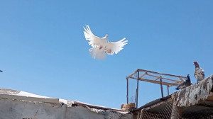 جلد کردن کبوتر وکارهای لازم بر...