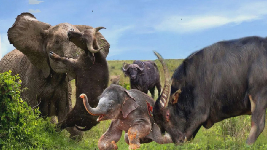 مستند حیات وحش  حمله بوفالو به...