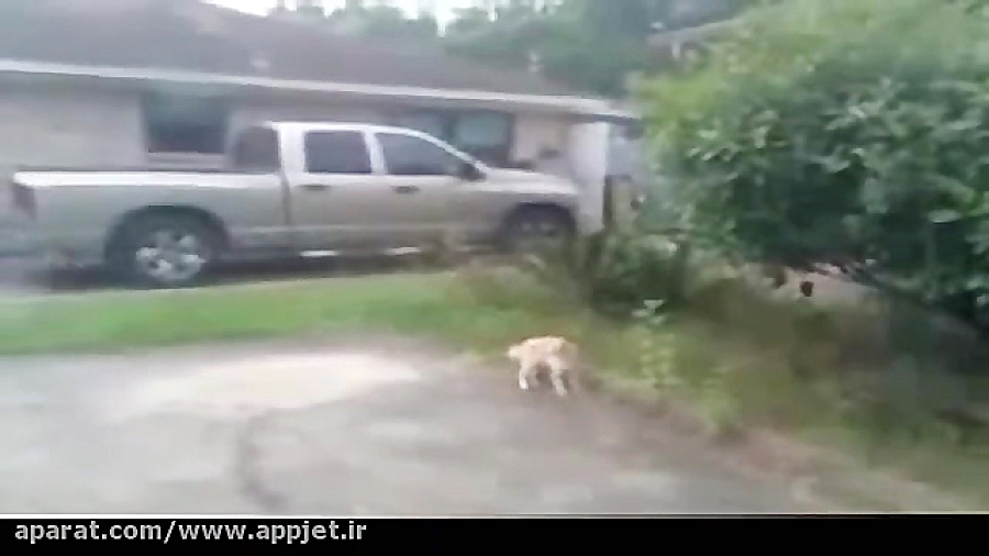 شكار یك پرنده توسط گربه