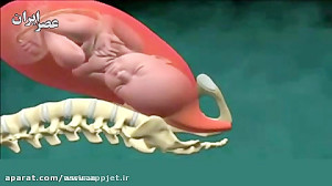 نحوه ی بدنیا آمدن نوزاد در زای...