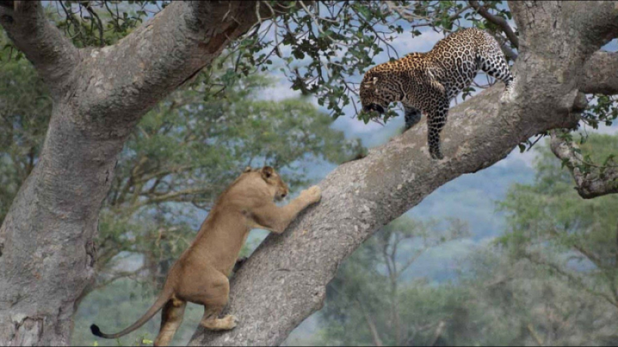 درگیری شدید یک شیر با پلنگ روی...