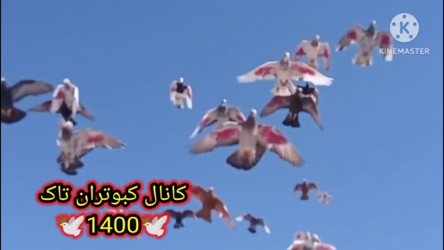 نمایشی از رنگ زدن بال کبوترام