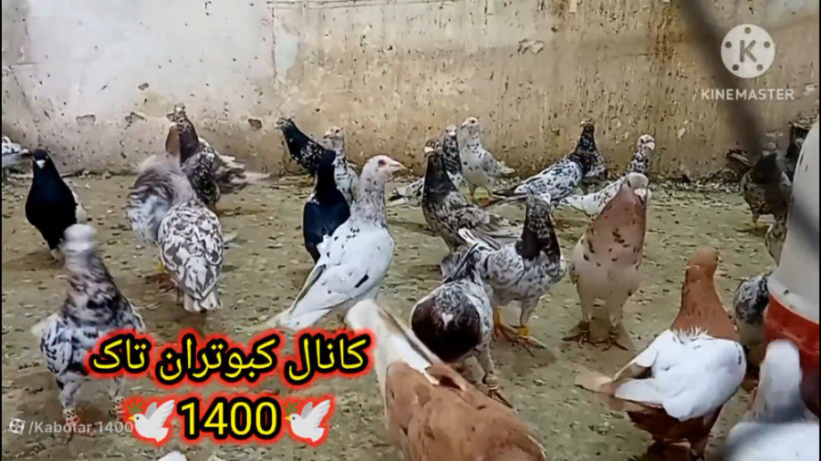 نمایشی از پرنده فروشی دوستم آق...