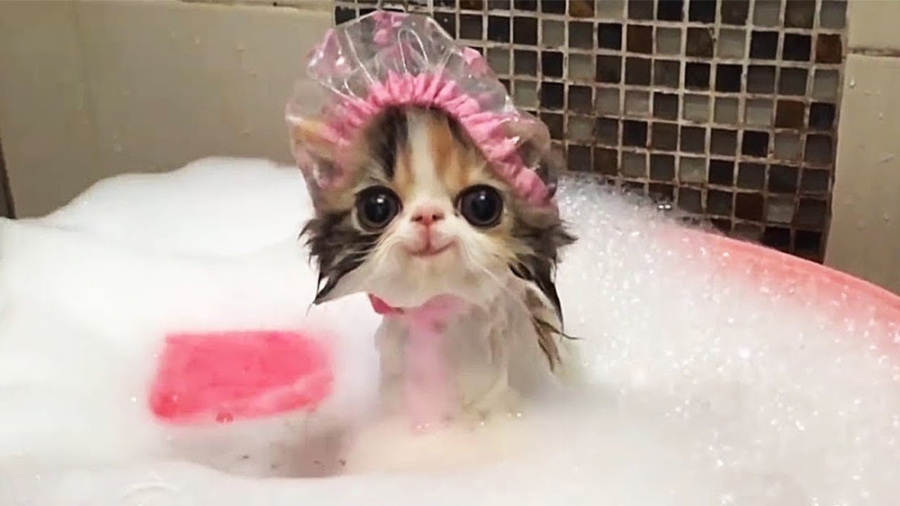 کلیپ خنده دار گربه ها ، طنز خن...