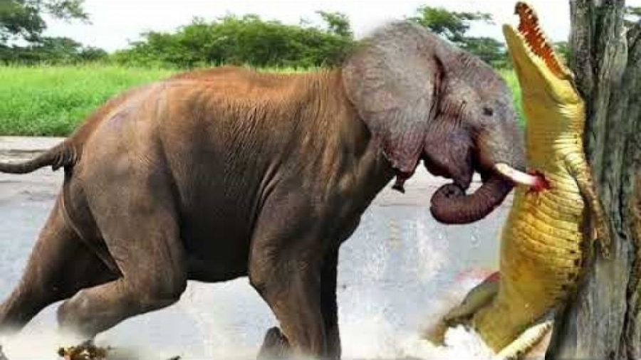 حملات حیوانات وحشی  نبرد دیدنی...