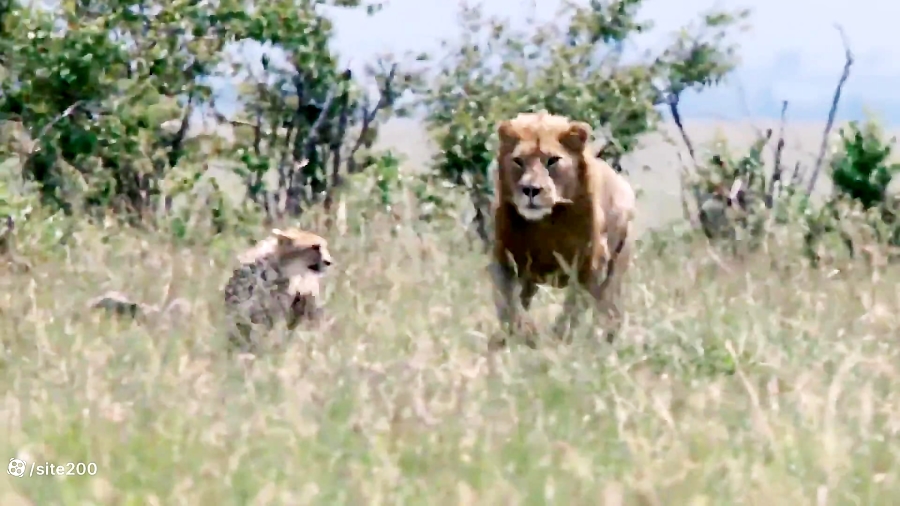 7 تا از بهترین لحظه شکار یوزپل...