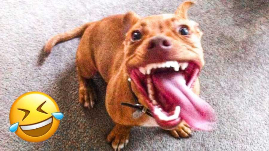 کلیپ طنز حیوانات ، طنز خنده دا...