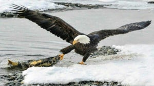 لحظه شکار عقاب با نظارتِ کروکد...