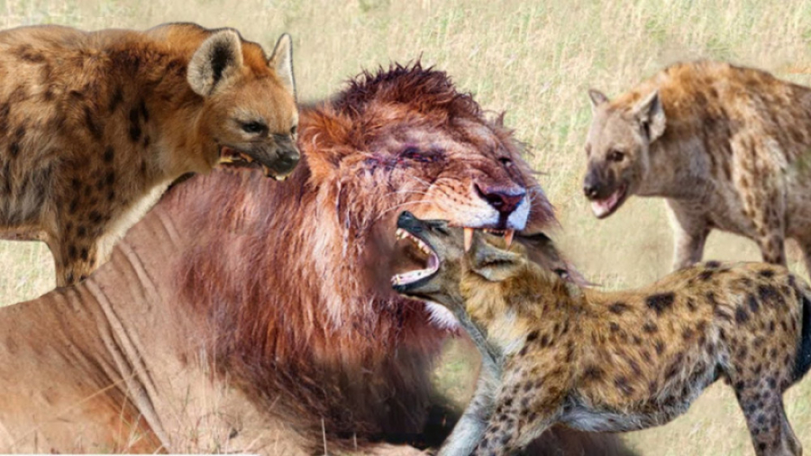 نبرد شگفت انگیز.! مبارزه تا مر...