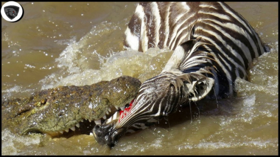 حیوانات حیات وحش | نبرد دیدنی...
