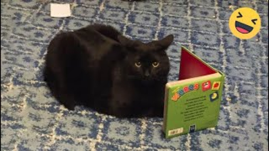 کلیپ خنده دار حیوانات ، نبینی...