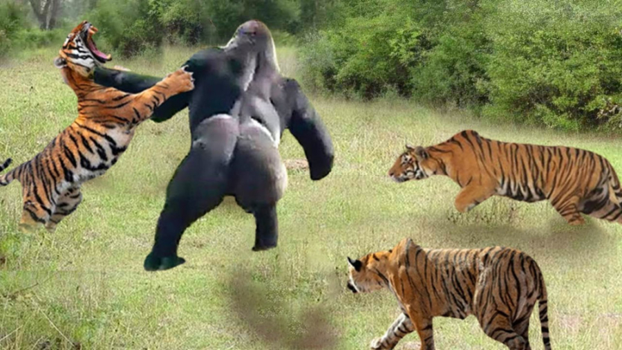 نبرد ببر ها با گوریل  مستند حی...