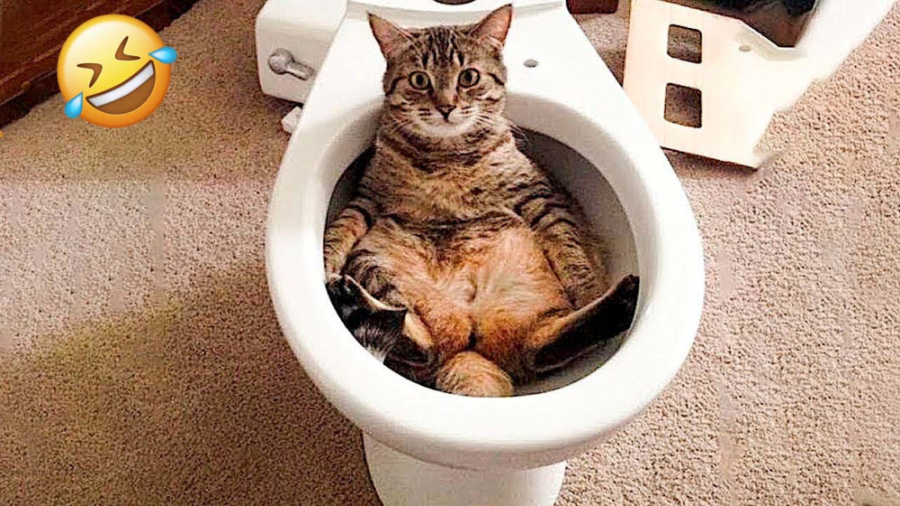 کلیپ خنده دار حیوانات ، چالش ا...