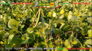 دروگر ماش Tractor harvester  M...