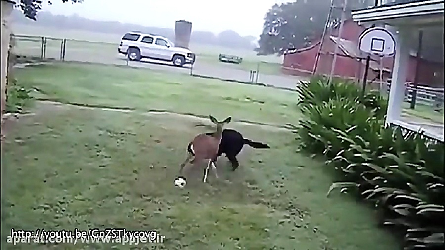 دوستی حیوانات با هم