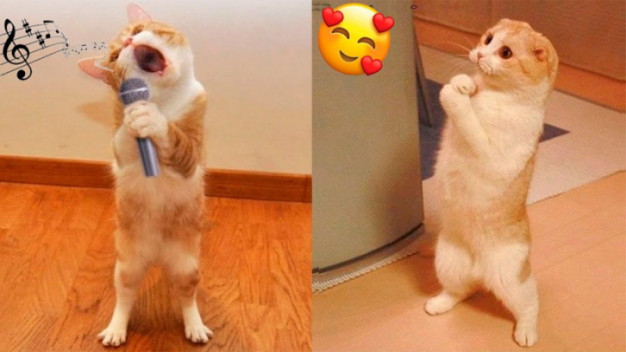 کلیپ حیوانات ؛ سگ بامزه ، گربه...